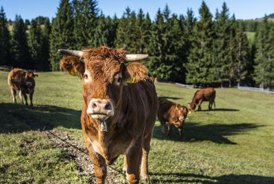 Portrait of cows on field