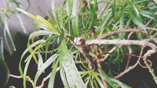 Close-up of insect on plant