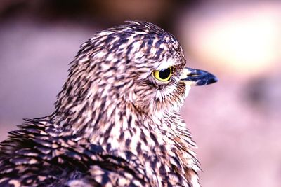 Close-up of a bird