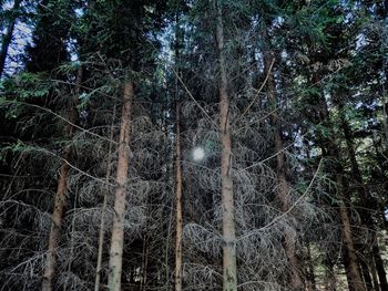 Low angle view of trees in forest