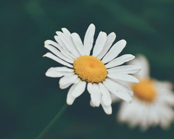 Close-up of yellow flower blooming outdoors