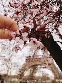 Low angle view of pink cherry blossom tree