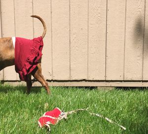 Low section of dog wearing pet clothing in backyard