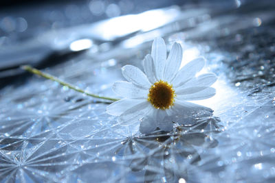 Close-up of daisy on glass
