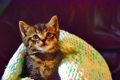 Close-up portrait of cat sitting on blanket