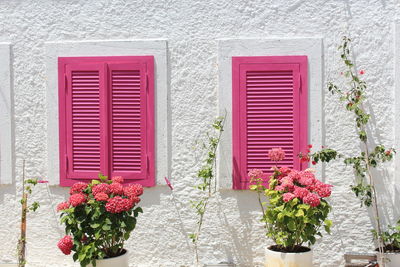 Plants growing on house wall