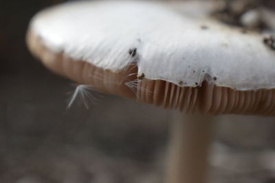 Close-up of white mushroom