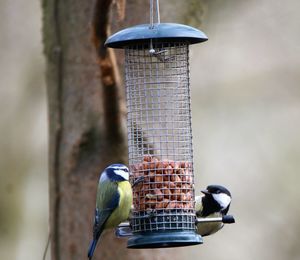 Bird perching on a feeder