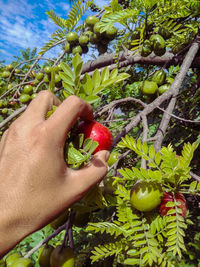 Midsection of person holding fruit