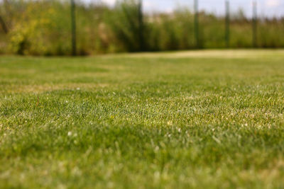 Close-up of golf course on field