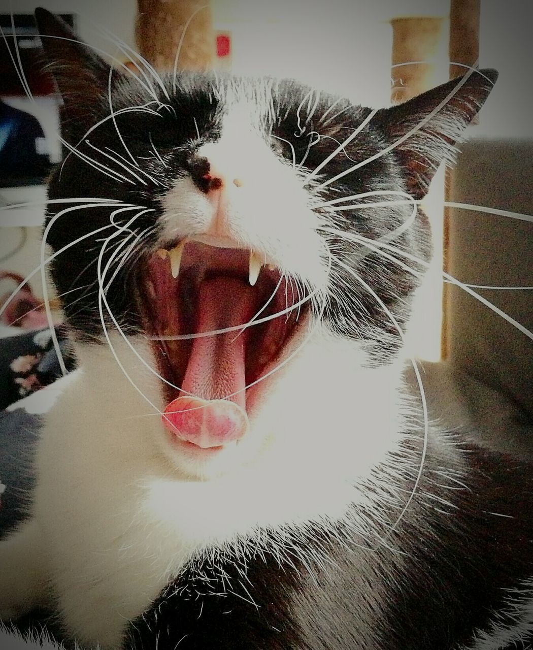 CLOSE-UP PORTRAIT OF CAT YAWNING AT HOME