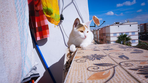 Cat sitting on balcony during sunny day