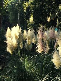 Close-up of plants growing on field