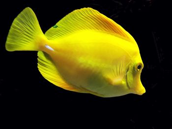 Close-up of yellow underwater