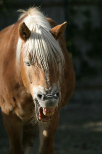 Close-up of a horse