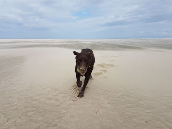 Portrait of dog on sand at beach against sky