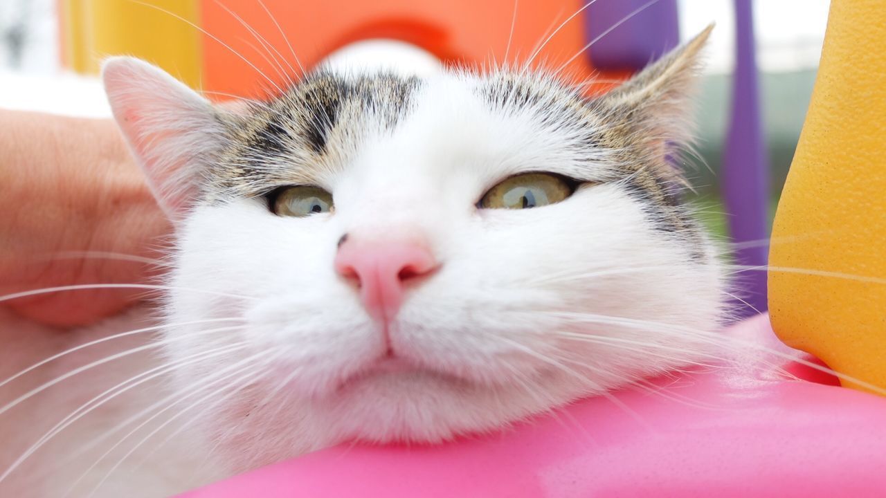 CLOSE-UP PORTRAIT OF CAT WITH HAND