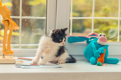 Black and white cat sitting by the window on a sunny day