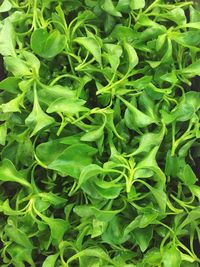 Full frame shot of green leaves