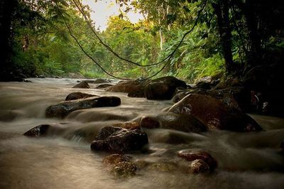 Scenic view of waterfall in forest