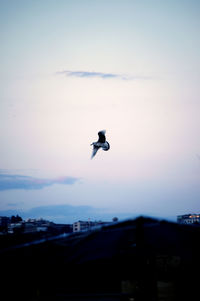 Silhouette bird flying against sky