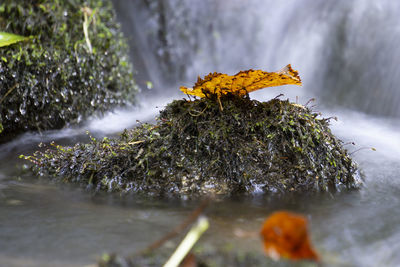 Close-up of yellow flower against river