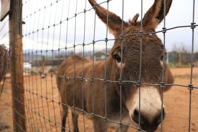 Close-up of horse standing on chainlink fence