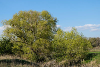 Plants growing on land against sky