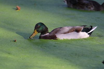 Close-up of mallard ducks in lake