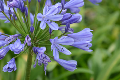 Close-up of purple african lily growing outdoors