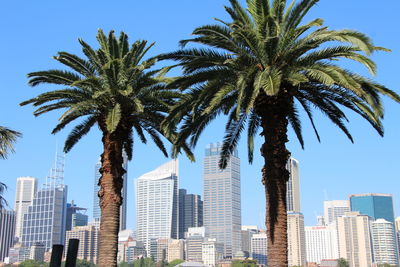 Low angle view of palm trees against sky