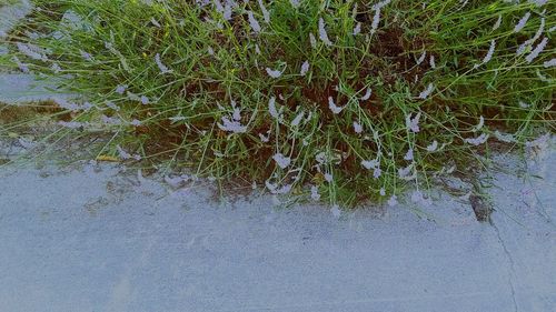 Plants growing on tree