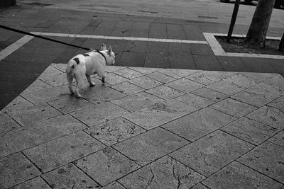 High angle view of dog on footpath