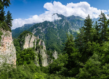 Panoramic view of trees and mountains against sky