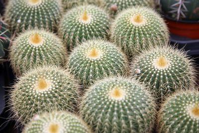 Close-up of cactus