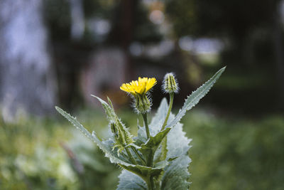 Close-up of yellow flowering plant