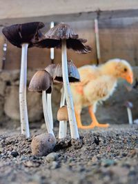 Chicks looking for food around mushroom plants
