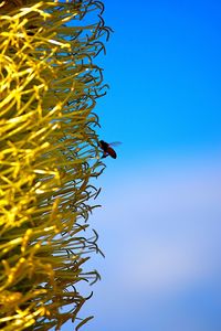 Close-up of bird perching against clear blue sky