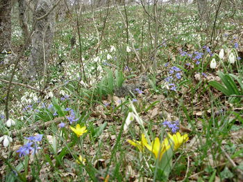 Flowers blooming outdoors