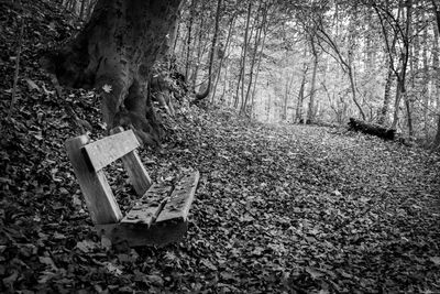 Trees in forest