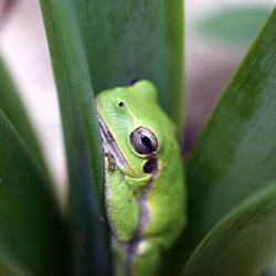 Close-up of green lizard on leaf