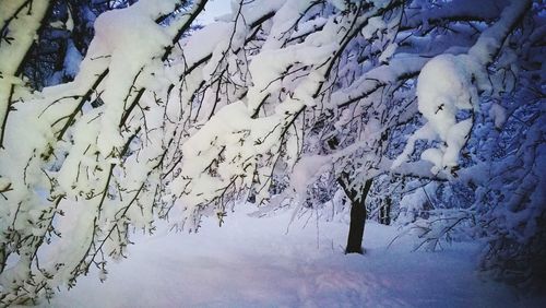 Close-up of frozen tree during winter