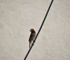 Close-up of bird perching on cable