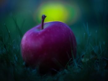 Close-up of apple on field