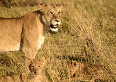 View of a cat on grass