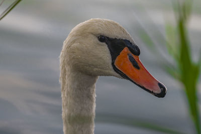 Close-up of a bird