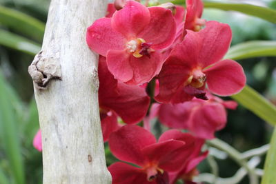 Close-up of pink flowers