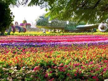 View of flowering plants in garden