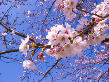 Low angle view of cherry blossoms in spring