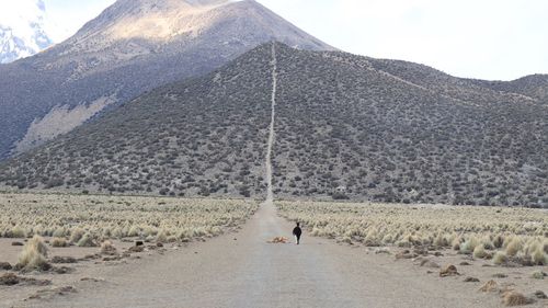 Alpaca walking on a dirt road surrounded by volcanic landscape towards a steep hill